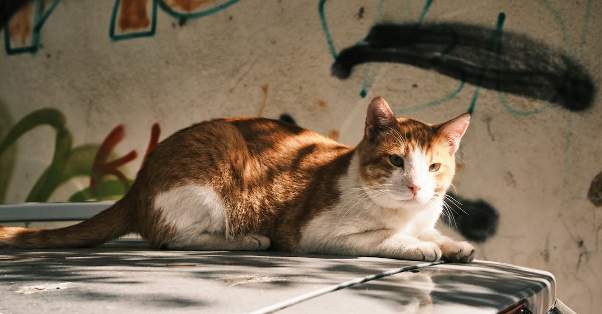 Inspections: What to Expect When Returning Your Car